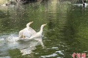 事业是指吉林：罕见白鸬鹚连续两年“故地重游”
