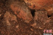 事业是指江西发现蜘蛛新物种 为研究呵叻蛛属适应区域提供依据